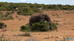 Addo Elephant National Park Port Elizabeth 26.02.06 Südafrika zwischen Faszination und Kriminalität AIDAstella 065