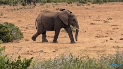 Addo Elephant National Park Port Elizabeth 26.02.06 Südafrika zwischen Faszination und Kriminalität AIDAstella 066
