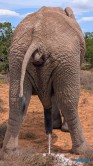 Addo Elephant National Park Port Elizabeth 26.02.06 Südafrika zwischen Faszination und Kriminalität AIDAstella 069
