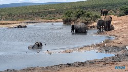 Addo Elephant National Park Port Elizabeth 26.02.06 Südafrika zwischen Faszination und Kriminalität AIDAstella 072