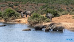 Addo Elephant National Park Port Elizabeth 26.02.06 Südafrika zwischen Faszination und Kriminalität AIDAstella 080