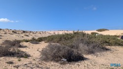 Parque Natural de Corralejo Puerto Del Rosario 25.02.13 Nach 10 Jahren wieder Kanaren um dem Winter zu entfliehen AIDAcosma 016