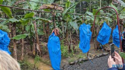 Bananen Puerto Limón 24.02.20 Traumhafte Strände und Wale in Mittelamerika und Karibik AIDAluna 050