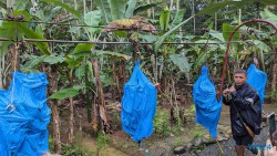 Bananen Puerto Limón 24.02.20 Traumhafte Strände und Wale in Mittelamerika und Karibik AIDAluna 051