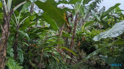 Bananen Puerto Limón 24.02.20 Traumhafte Strände und Wale in Mittelamerika und Karibik AIDAluna 052