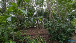 Cahuita Nationalpark Puerto Limón 24.02.20 Traumhafte Strände und Wale in Mittelamerika und Karibik AIDAluna 013