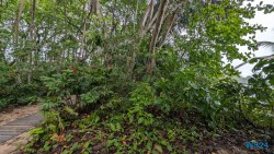 Cahuita Nationalpark Puerto Limón 24.02.20 Traumhafte Strände und Wale in Mittelamerika und Karibik AIDAluna 016