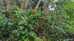 Cahuita Nationalpark Puerto Limón 24.02.20 Traumhafte Strände und Wale in Mittelamerika und Karibik AIDAluna 017