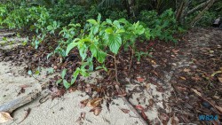 Cahuita Nationalpark Puerto Limón 24.02.20 Traumhafte Strände und Wale in Mittelamerika und Karibik AIDAluna 032