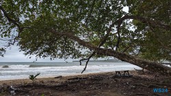 Cahuita Nationalpark Puerto Limón 24.02.20 Traumhafte Strände und Wale in Mittelamerika und Karibik AIDAluna 035