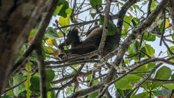 Faultier Cahuita Nationalpark Puerto Limón 24.02.20 Traumhafte Strände und Wale in Mittelamerika und Karibik AIDAluna 043