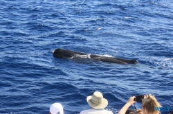 Roseau Dominica 19.04.13 - Strände der Karibik über den Atlantik AIDAperla