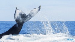 Walbeobachtung Samaná 24.02.25 Traumhafte Strände und Wale in Mittelamerika und Karibik AIDAluna 039