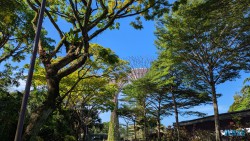 Gardens by the Bay Singapur 25.05.06 Begeistert zum ersten Mal in Südostasien AIDAstella 004