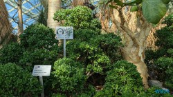 Gardens by the Bay Singapur 25.05.06 Begeistert zum ersten Mal in Südostasien AIDAstella 007