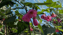 Gardens by the Bay Singapur 25.05.06 Begeistert zum ersten Mal in Südostasien AIDAstella 026