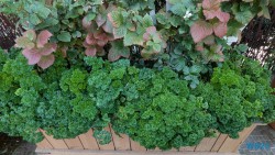 Gardens by the Bay Singapur 25.05.06 Begeistert zum ersten Mal in Südostasien AIDAstella 042