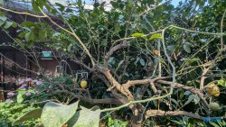 Gardens by the Bay Singapur 25.05.06 Begeistert zum ersten Mal in Südostasien AIDAstella 043