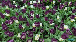 Gardens by the Bay Singapur 25.05.06 Begeistert zum ersten Mal in Südostasien AIDAstella 047