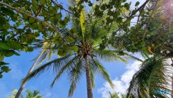 Grand Anse Strand St. Georges 22.11.02 Wundervolle Straende tuerkises Meer und Regenzeit in der Karibik AIDAperla 031