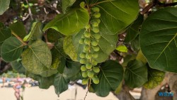 Grand Anse Beach St. George's 25.12.10 Baden und Schnorcheln im kristallklaren Meer AIDAperla 017