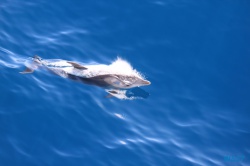 Delfin vor Korfu 17.10.10 - Historische Städte an der Adria Italien, Korfu, Kroatien AIDAblu