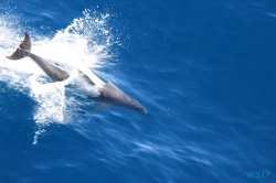 Delfin vor Korfu 17.10.10 - Historische Städte an der Adria Italien, Korfu, Kroatien AIDAblu