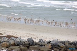 Port Canaveral 18.10.08 - Big Apple, weißer Strand am türkisen Meer, riesiger Sumpf AIDAluna