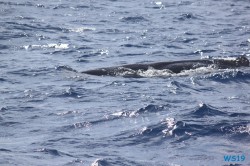 Roseau Dominica 19.04.13 - Strände der Karibik über den Atlantik AIDAperla