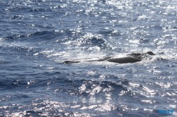 Roseau Dominica 19.04.13 - Strände der Karibik über den Atlantik AIDAperla