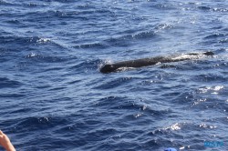 Roseau Dominica 19.04.13 - Strände der Karibik über den Atlantik AIDAperla