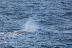 Roseau Dominica 19.04.13 - Strände der Karibik über den Atlantik AIDAperla