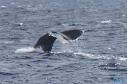 Roseau Dominica 19.04.13 - Strände der Karibik über den Atlantik AIDAperla