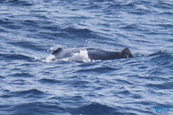 Roseau Dominica 19.04.13 - Strände der Karibik über den Atlantik AIDAperla