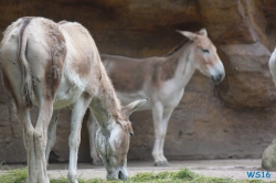 Tierpark Hagenbeck Hamburg 16.06.19