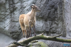 Tierpark Hagenbeck Hamburg 16.06.19