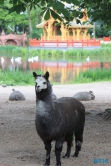 Tierpark Hagenbeck Hamburg 16.06.19