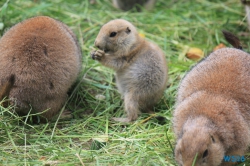 Tierpark Hagenbeck Hamburg 16.06.19