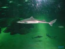 Nordsøen Oceanarium Hirtshals Blokhus 07