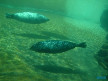 Nordsøen Oceanarium Hirtshals Blokhus 07