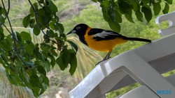 Cas Abao Beach Willemstad 25.12.07 Baden und Schnorcheln im kristallklaren Meer AIDAperla 016