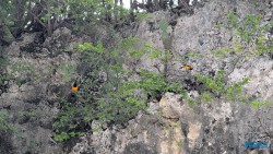 Grote Knip Willemstad 25.12.08 Baden und Schnorcheln im kristallklaren Meer AIDAperla 008