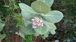 Grote Knip Willemstad 25.12.08 Baden und Schnorcheln im kristallklaren Meer AIDAperla 014