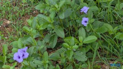 Grote Knip Willemstad 25.12.08 Baden und Schnorcheln im kristallklaren Meer AIDAperla 015