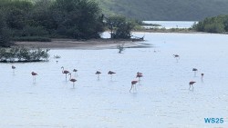 Seru Largu Nationalpark Willemstad 25.12.08 Baden und Schnorcheln im kristallklaren Meer AIDAperla 024