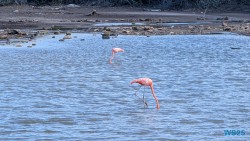 Seru Largu Nationalpark Willemstad 25.12.08 Baden und Schnorcheln im kristallklaren Meer AIDAperla 025