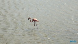 Seru Largu Nationalpark Willemstad 25.12.08 Baden und Schnorcheln im kristallklaren Meer AIDAperla 026