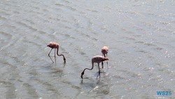 Seru Largu Nationalpark Willemstad 25.12.08 Baden und Schnorcheln im kristallklaren Meer AIDAperla 027