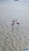Seru Largu Nationalpark Willemstad 25.12.08 Baden und Schnorcheln im kristallklaren Meer AIDAperla 028