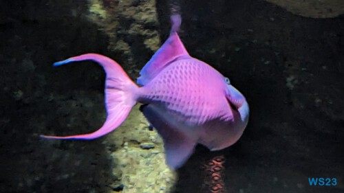 Aquarium de La Réunion Le Port 23.11.30 Katamarane und Traumstrände auf Mauritius Seychellen Madagaskar AIDAblu 011 Aquarium de La Réunion Le Port 23.11.30 Katamarane und Traumstrände auf Mauritius Seychellen Madagaskar AIDAblu 011